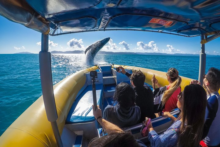 Careers whale watching